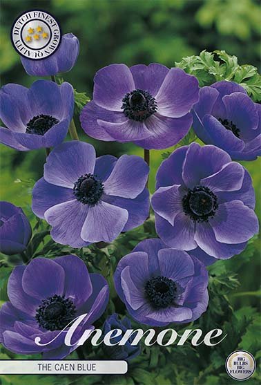 Bukettanemon-Anemone Coronaria The Caen Blue 15 stk